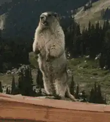 Screaming marmot with text Dave