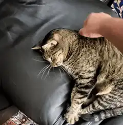 Cat gets annoyed by hand
