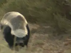 Honey badger walking through grass