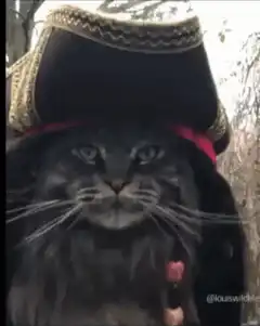 Cat in pirate hat