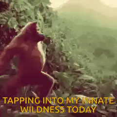 Orangutan dancing wild
