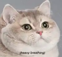 heavy breathing cat
