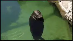 Seal clapping its flippers