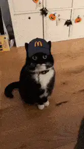 McDonald's hat cat zoom