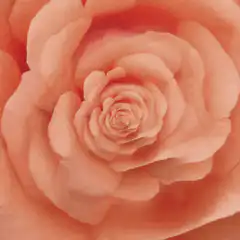 Close-up of a peach rose