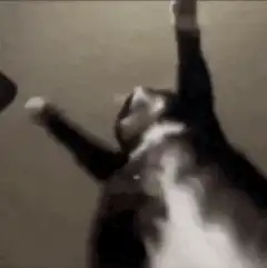 cat stretching arms up
