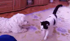 Cat startles dog on rug