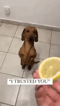 Dachshund eats lemon slice