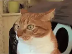 Orange and white cat turns head
