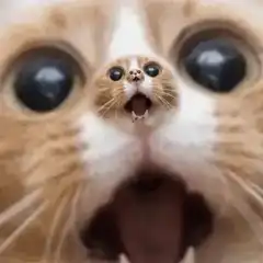 Tiny cat inside giant cat mouth