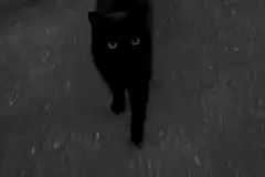Black cat walking towards camera