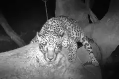 jaguar resting on rock at night