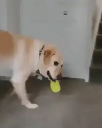 dog carrying tennis ball