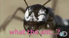 Close up of an ant with text what the ant