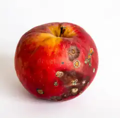 rotten red apple with spots