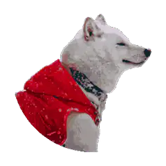 Doge laser eyes