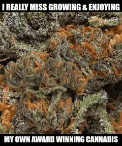 I really miss growing and enjoying my own award winning cannabis