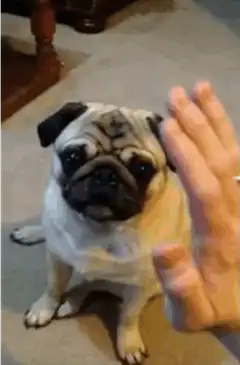 Pug high fives hand