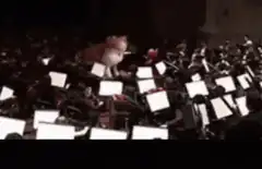 doge conducting orchestra