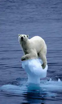 Polar bear on small ice floe