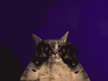 Cat reveals the more you know