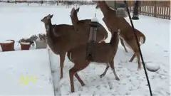Deer crash through window after sneeze