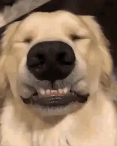 Golden Retriever Smiling Dog
