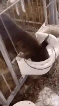 cow drinks milk from toilet