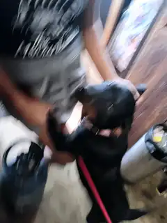 Black dog jumping up on person