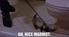 Ah, Nice Marmot