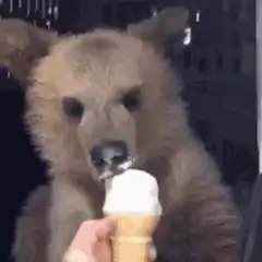 Bear eating ice cream cone