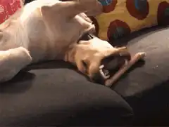 Dog chewing bone on couch