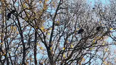 crows perched in autumn tree
