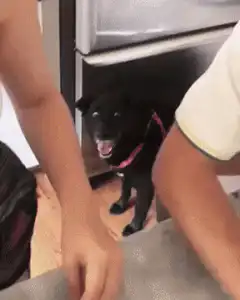 Black dog with wide eyes under fridge