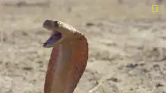 Cobra hissing with mouth open