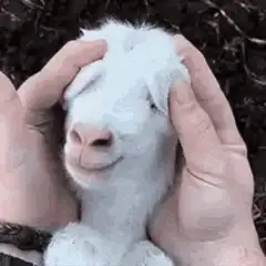 cute baby goat smiling