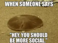 Sand dollar sinking into sand
