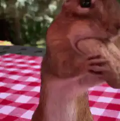 Squirrel stuffing peanut in cheeks