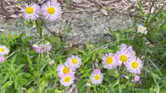 pink and yellow wildflowers in grass