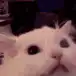Cat opening mouth wide