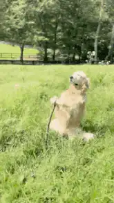 Golden Retriever sitting with a stick
