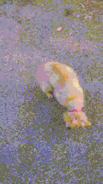 dog rolling in grass