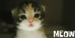 Cute kitten meowing