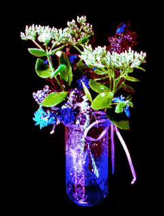 Color shifting flowers in a vase