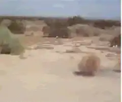Tumbleweed rolling in desert