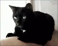 Black cat yawns on a person