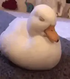 White rubber duck falling asleep