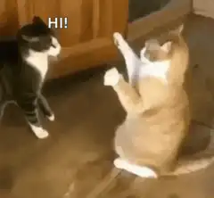 Cat says hi and high fives