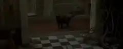 Black cat walking through doorway
