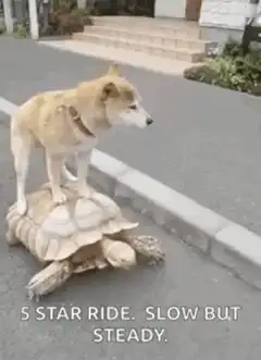 Dog riding a turtle